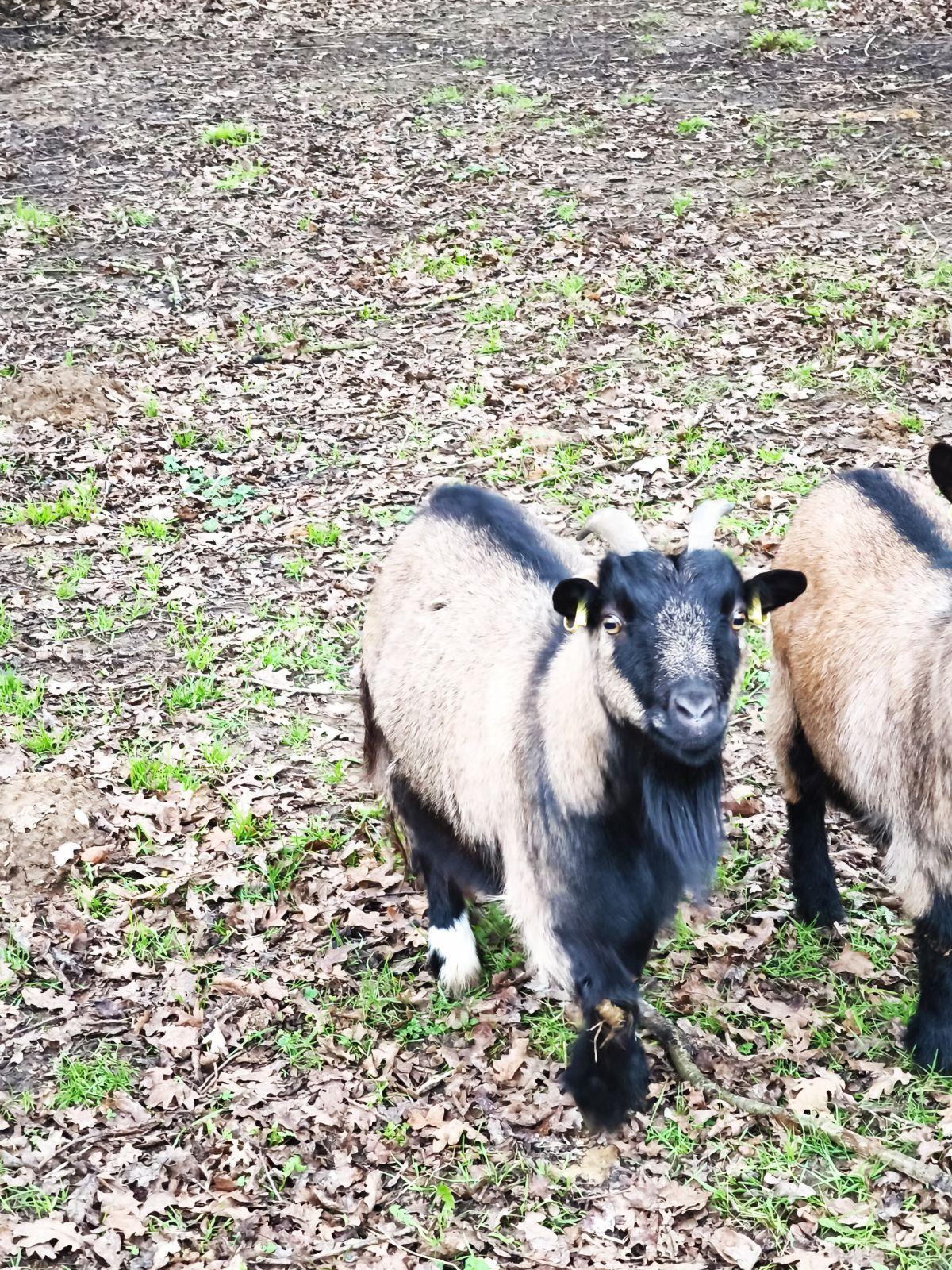 Chevre naine bichette 3